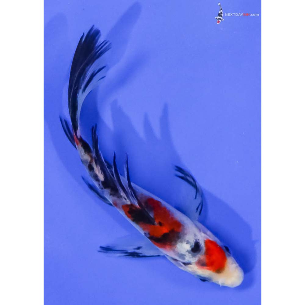 4.5” Imported Sanke Butterfly Koi