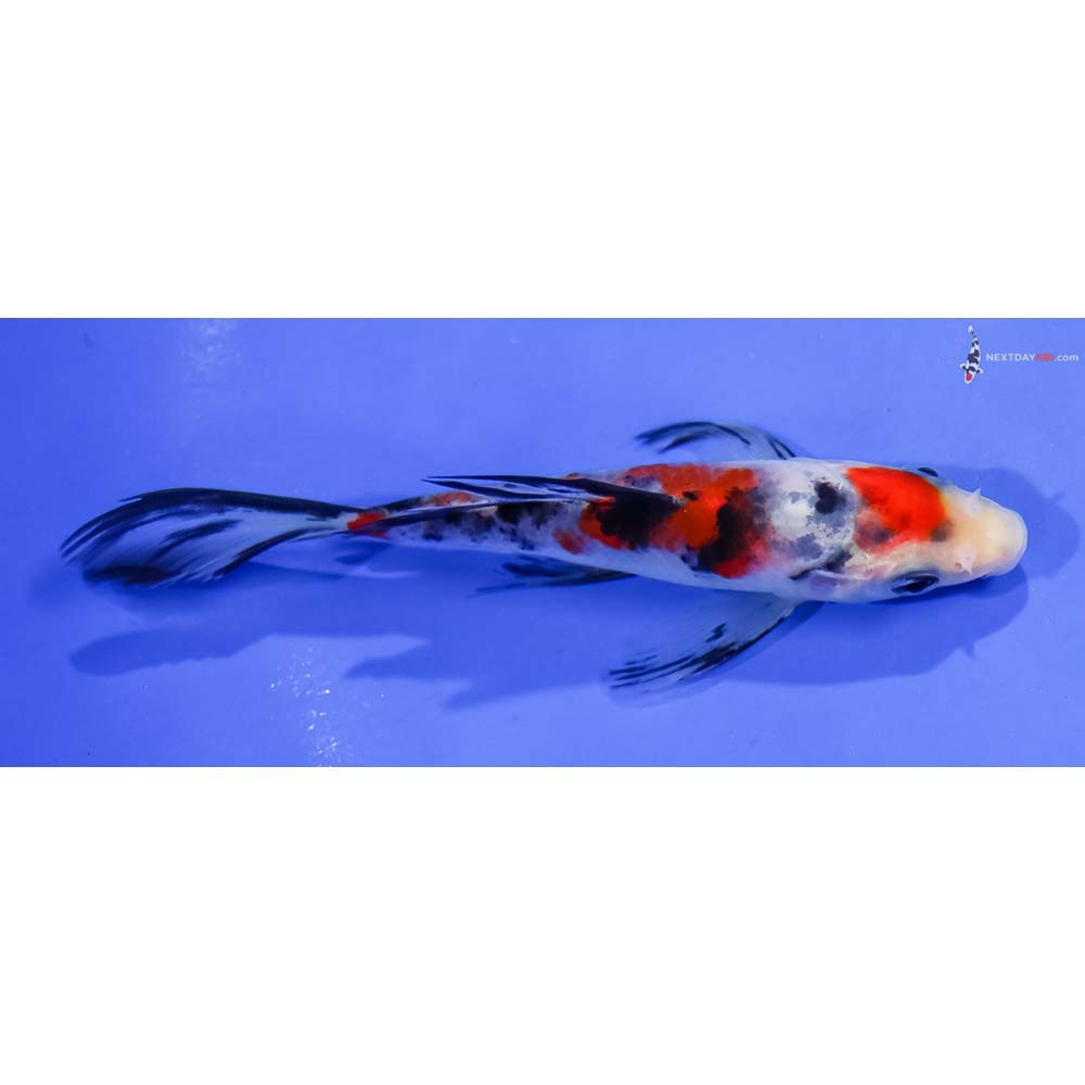 4.5” Imported Sanke Butterfly Koi