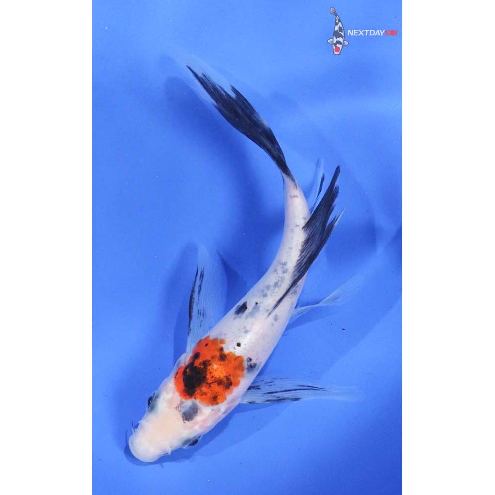 4.5” Imported Sanke Butterfly Koi