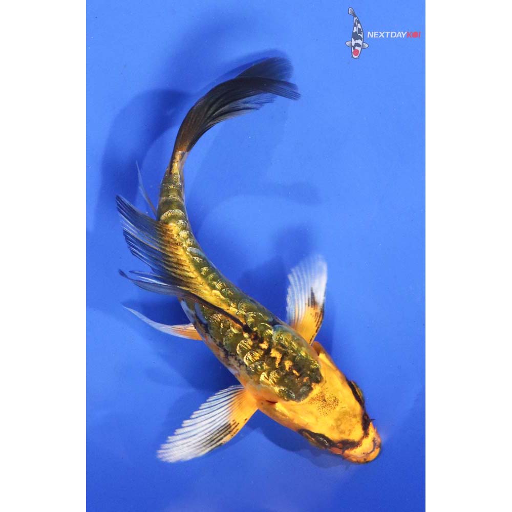 4.5” Imported Gin Rin Armor Scaled Ki Matsuba Butterfly Koi