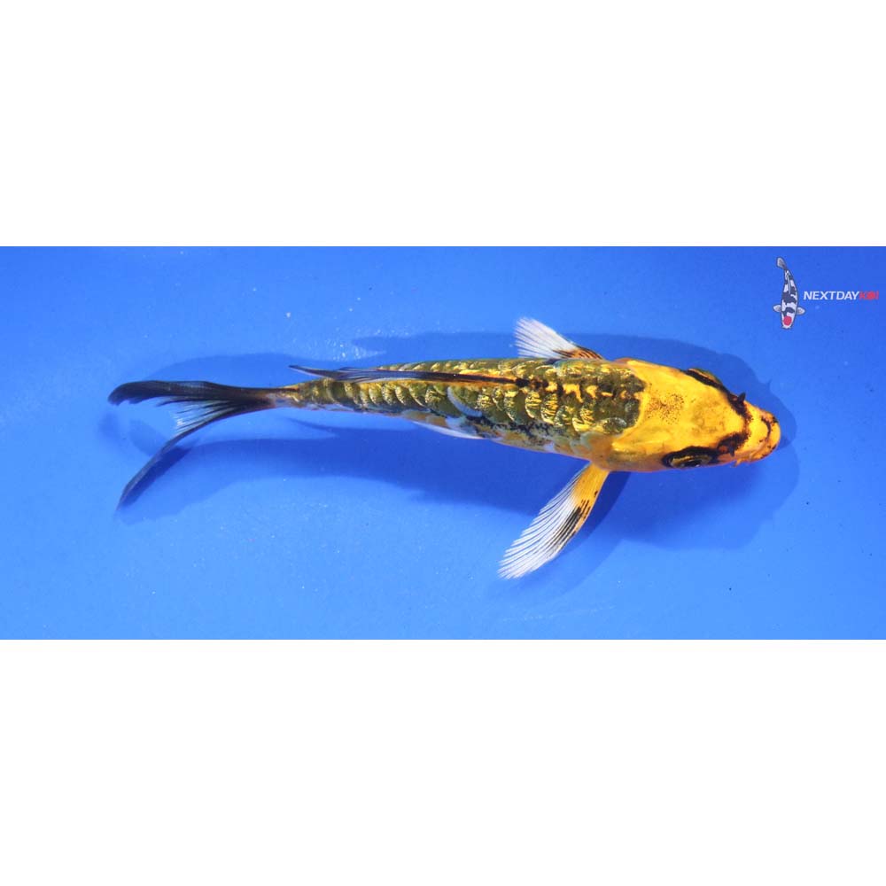 4.5” Imported Gin Rin Armor Scaled Ki Matsuba Butterfly Koi