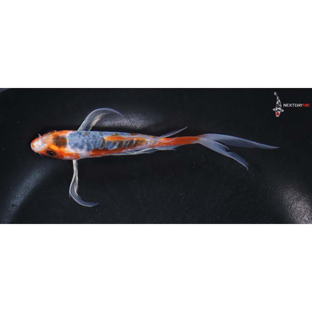 5.5” Imported Doitsu Kujaku Butterfly Koi
