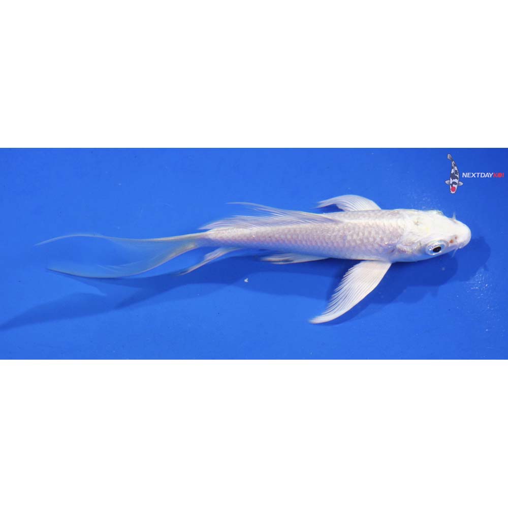 4.5” Imported Platinum Ogon Butterfly Koi