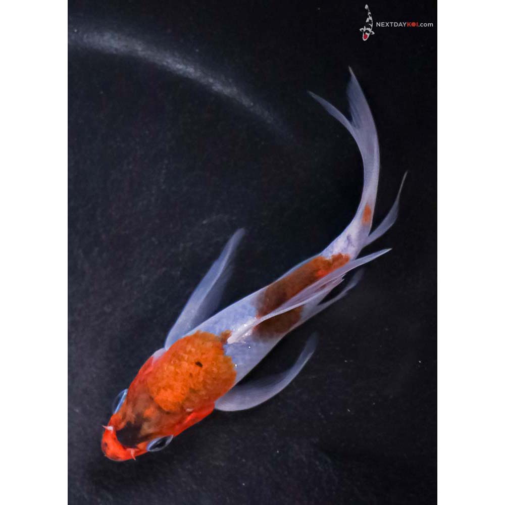 4” Imported Goromo Butterfly Koi