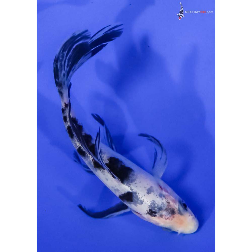 4.5” Imported Shiro Bekko Butterfly Koi