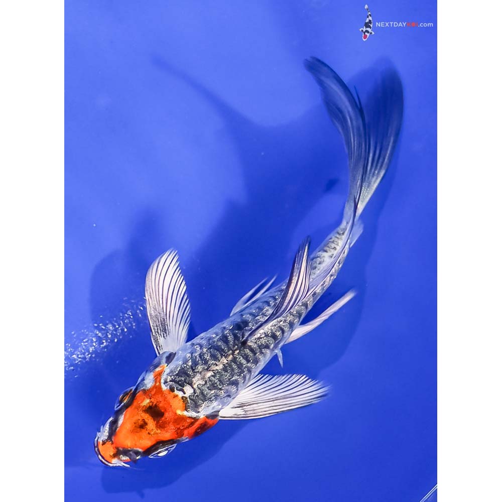 4” Imported Gin Rin Armor Scaled Kujaku Butterfly Koi
