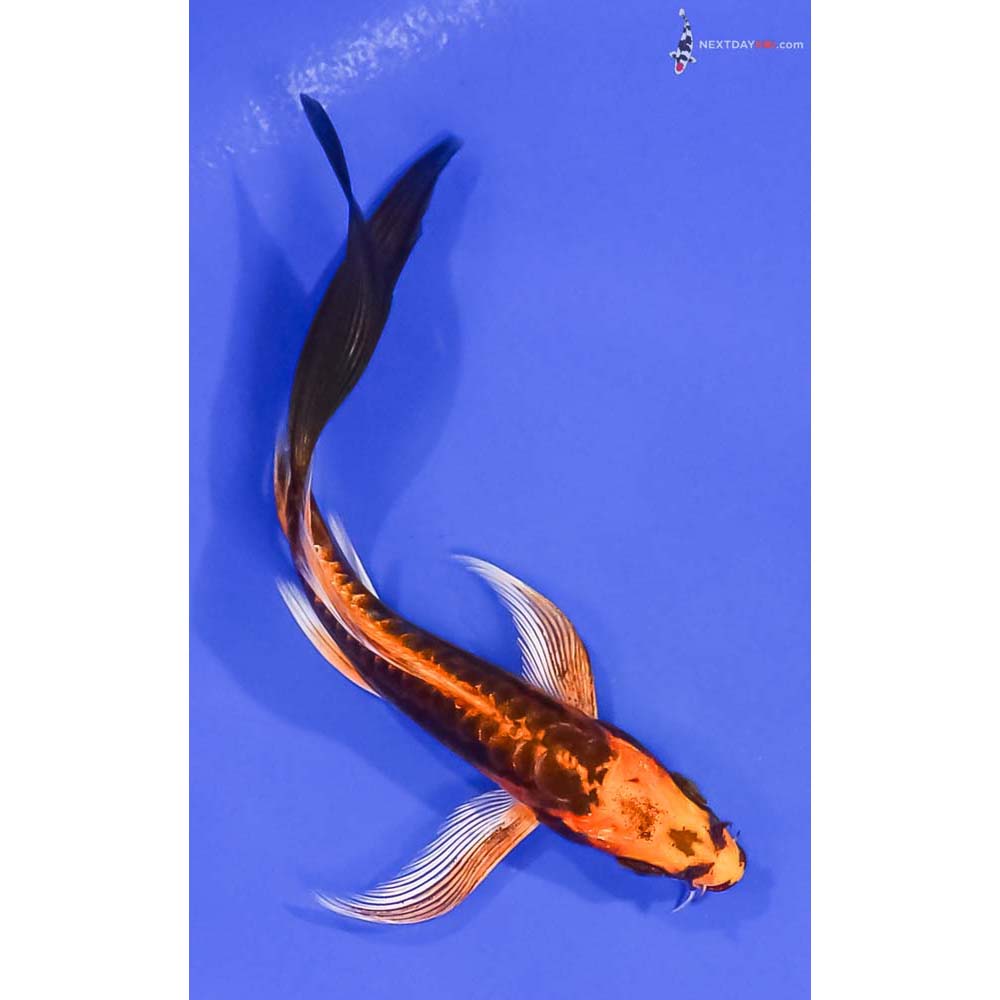 5” Imported Kin Kikokuryu Butterfly Koi