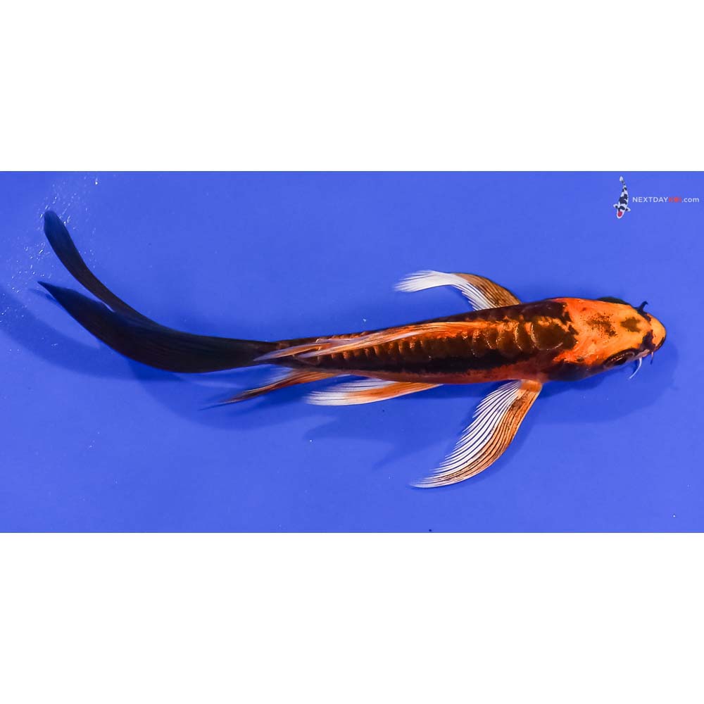 5” Imported Kin Kikokuryu Butterfly Koi