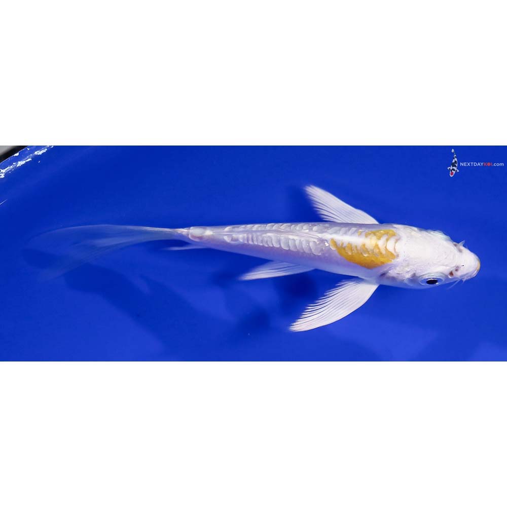 4” Imported Doitsu Lemon Hariwake Butterfly Koi