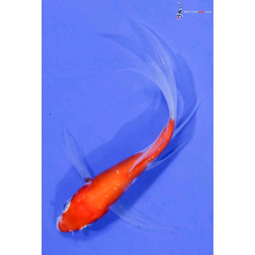 3” Imported Gin Rin Kohaku Butterfly Koi