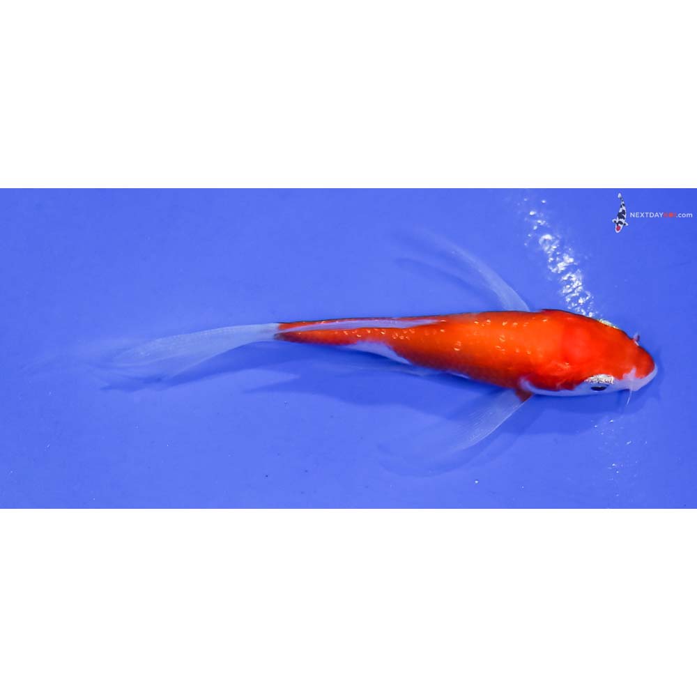 3” Imported Gin Rin Kohaku Butterfly Koi