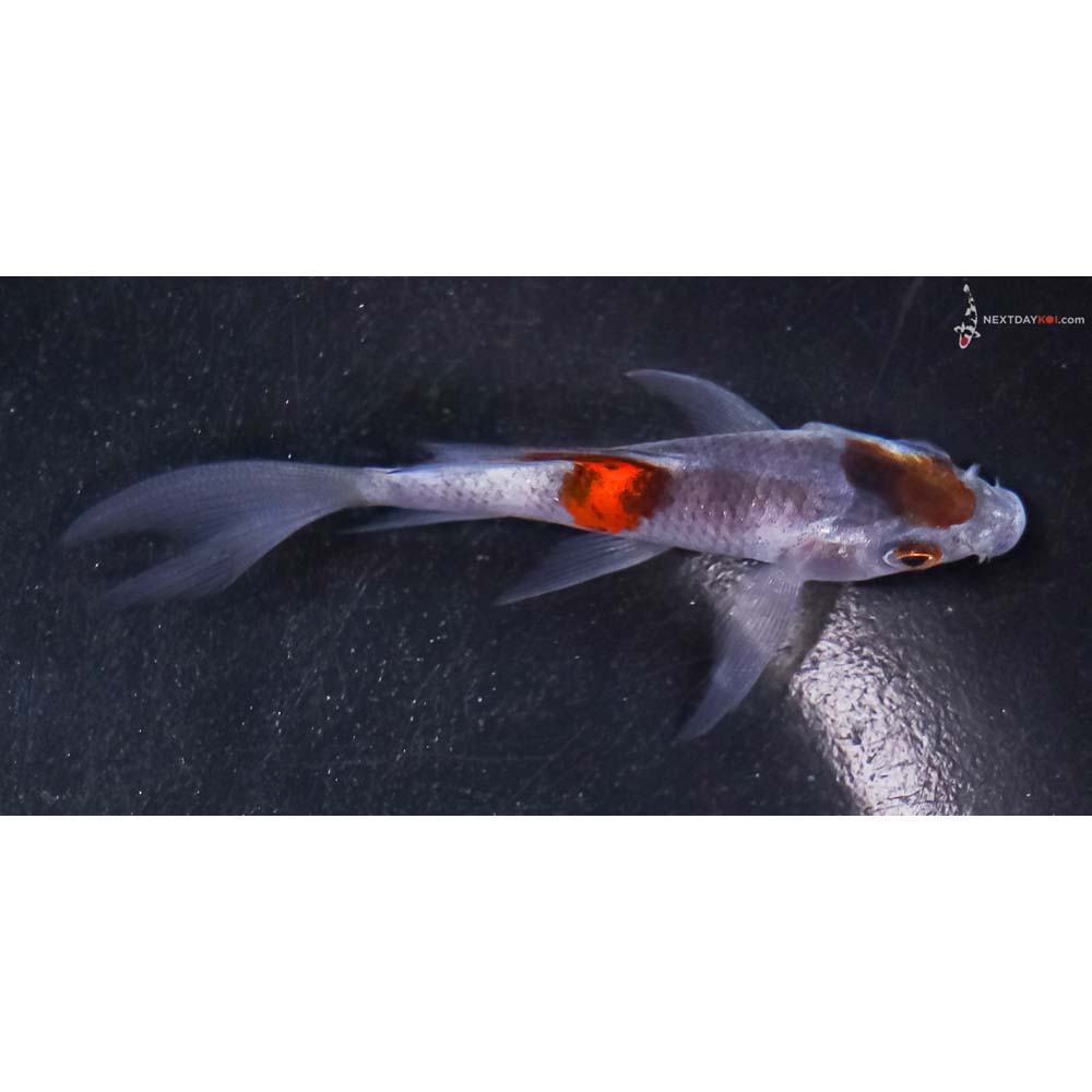 3” Imported Goshiki Butterfly Koi