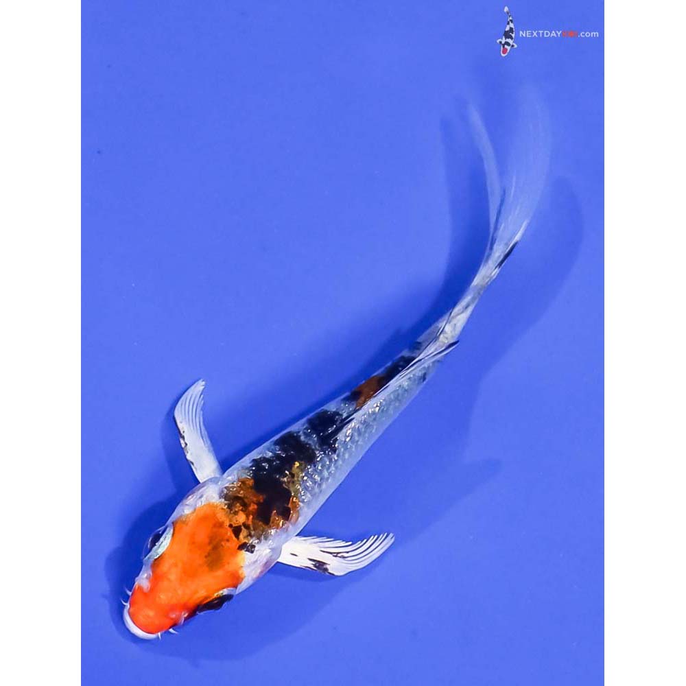 3” Imported Yamato Nishiki Butterfly Koi