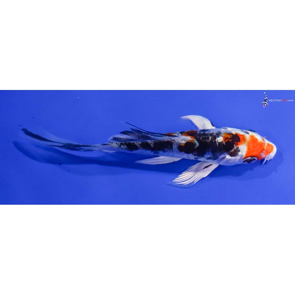3.5” Imported Heisei Nishiki Butterfly Koi