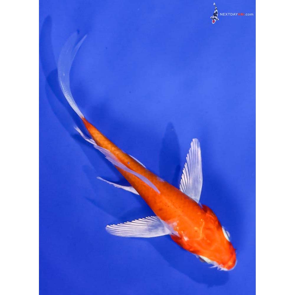 3.5” Imported Hariwake Butterfly Koi
