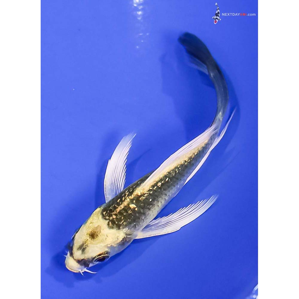 4” Imported Gin Rin Ki Matsuba Butterfly Koi