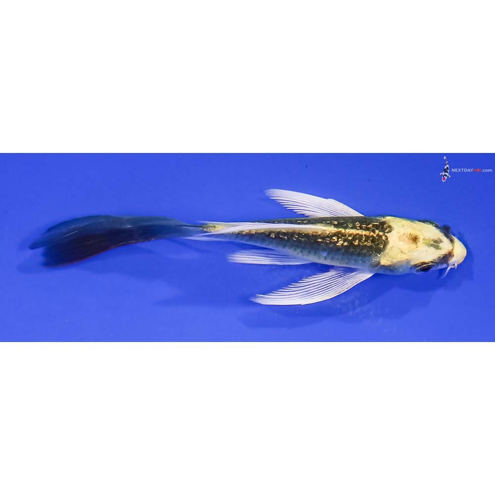 4” Imported Gin Rin Ki Matsuba Butterfly Koi