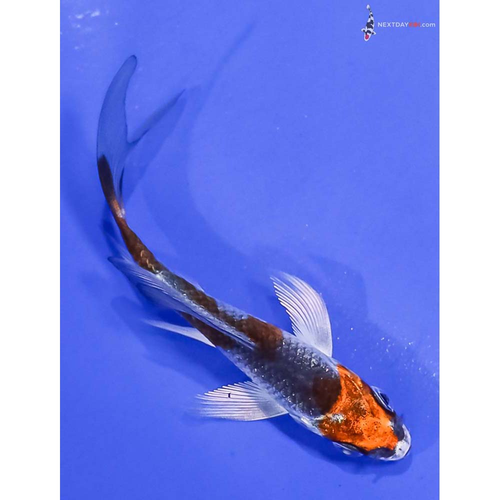 3” Imported Kujaku Butterfly Koi