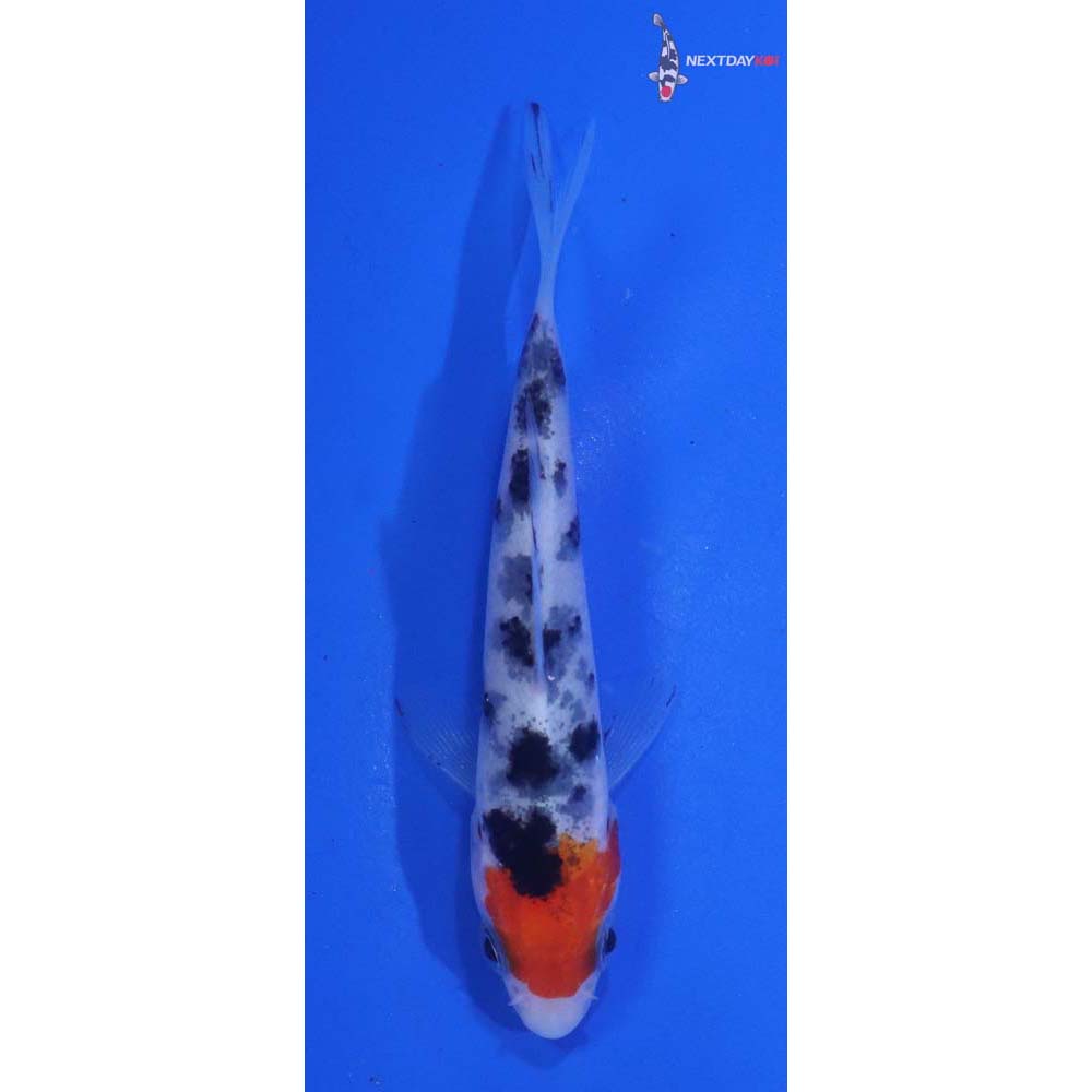 3” Imported Sanke