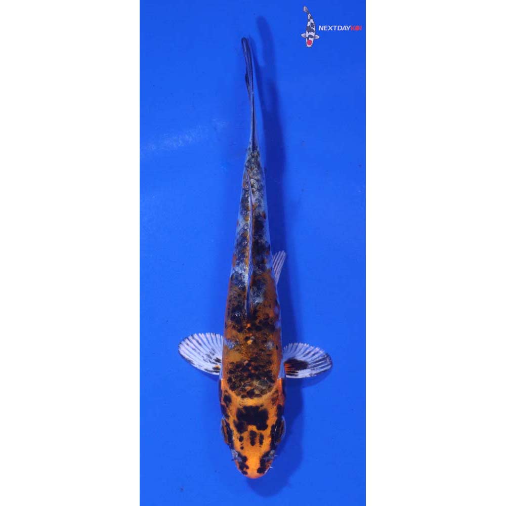 3.5” Imported Kujaku