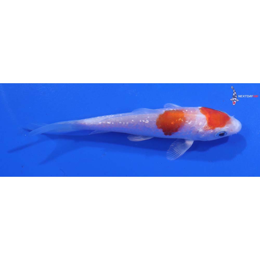 3.5” Imported Gin Rin Hariwake