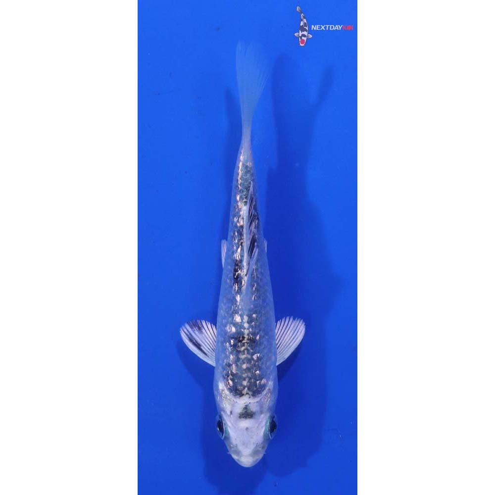 3.5” Imported Gin Rin Gin Shiro Bekko