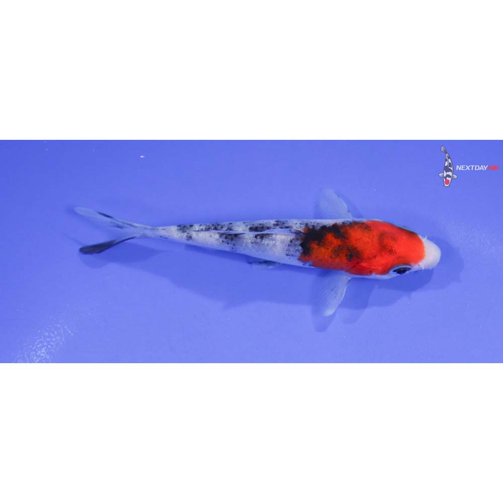 3.5” Imported Sanke