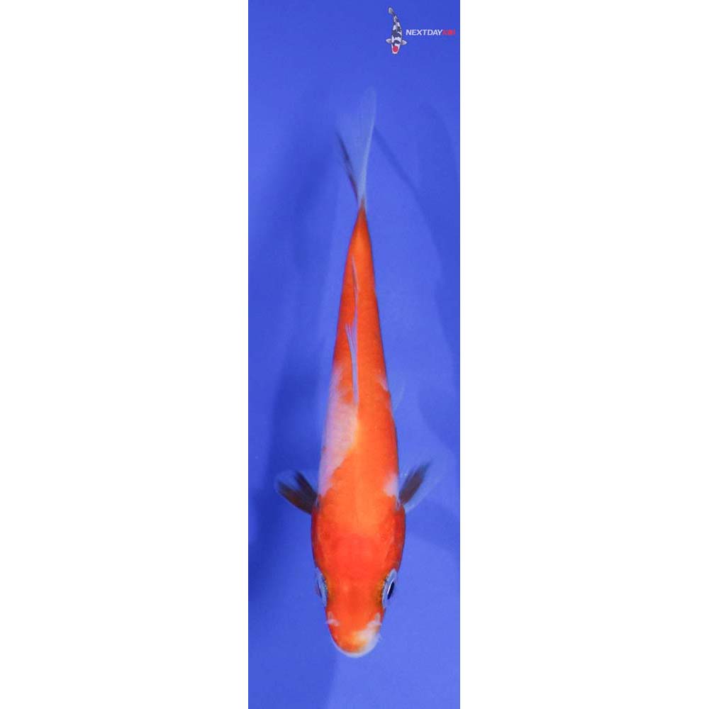 3” Imported Kohaku