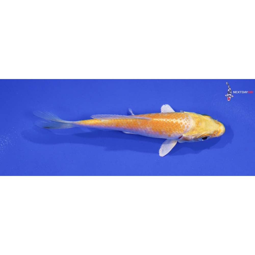 3.5” Imported Lemon Hariwake
