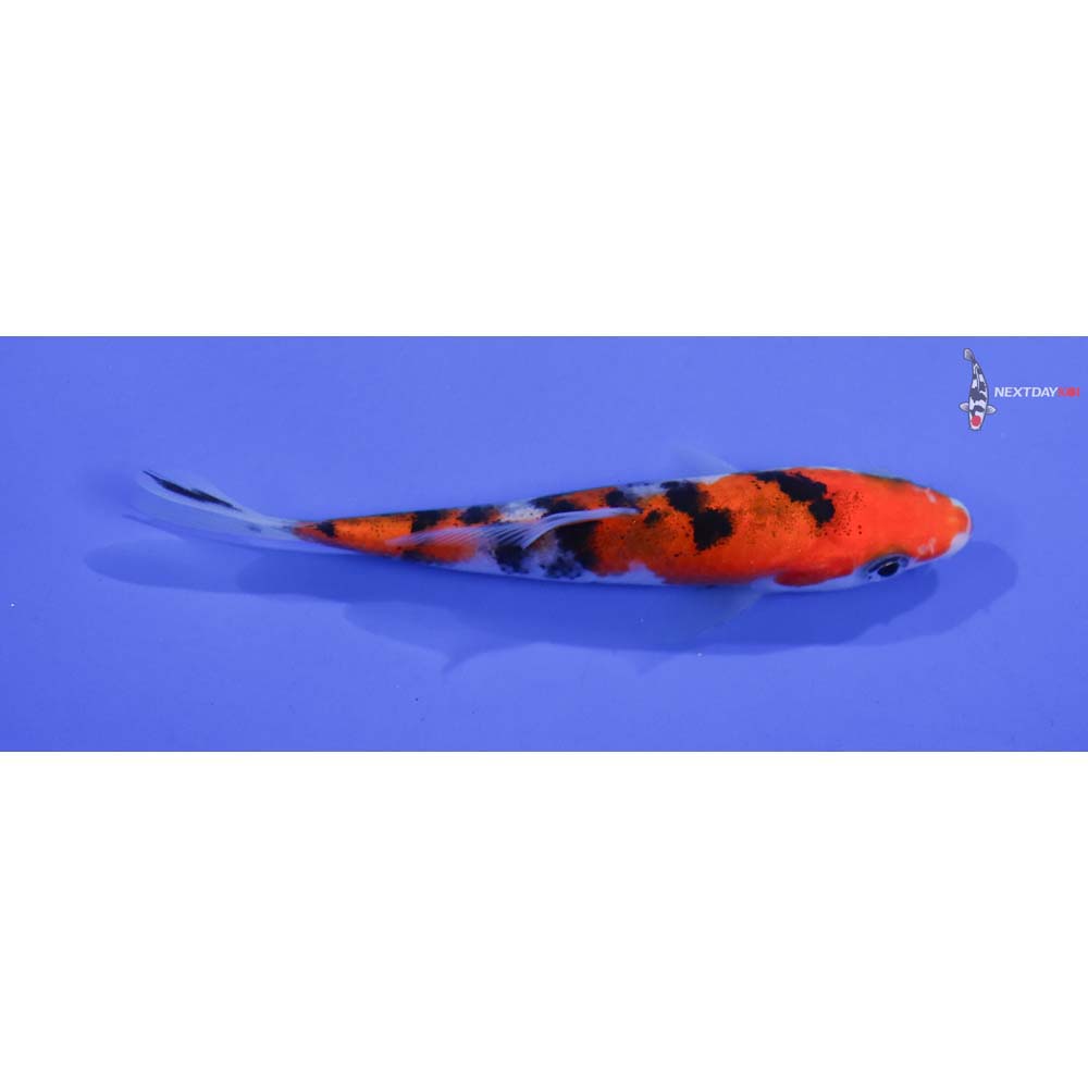 3.5” Imported Sanke