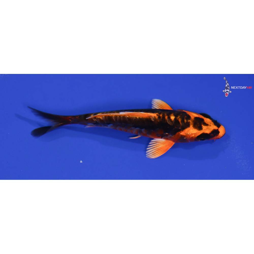 4” Imported Kin Kikokuryu