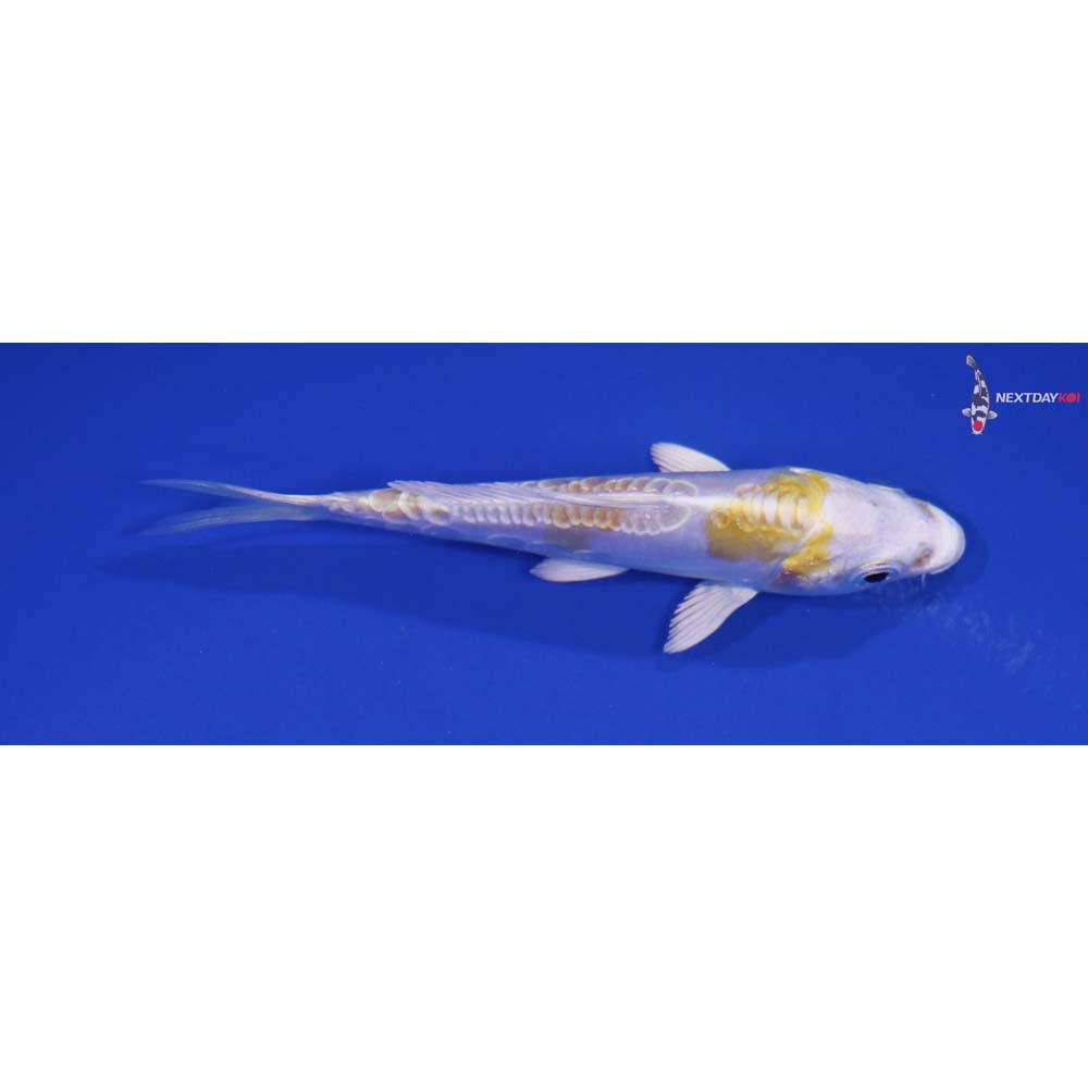 4” Imported Doitsu Lemon Hariwake