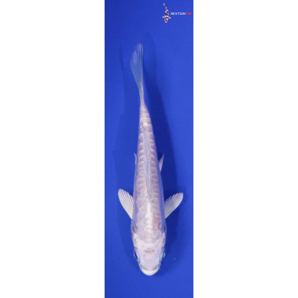4” Imported Doitsu Platinum Ogon