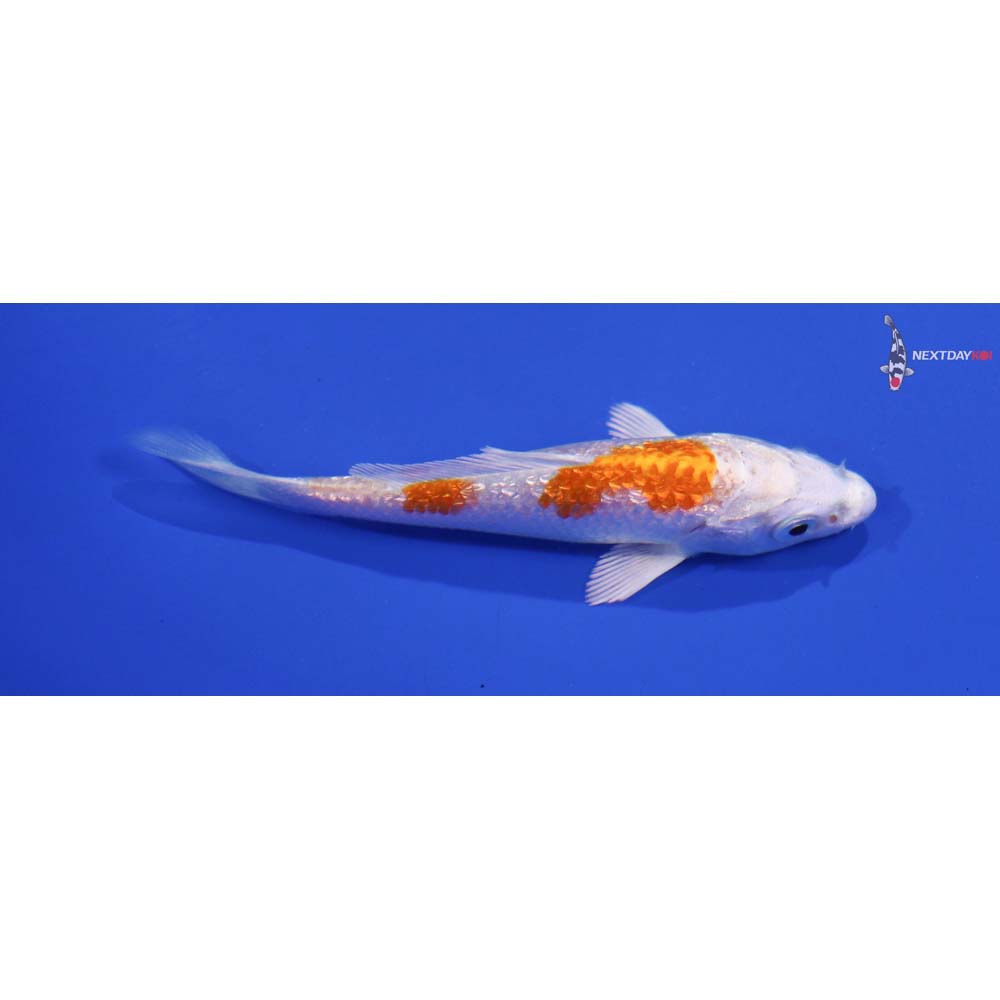 4” Imported Gin Rin Hariwake