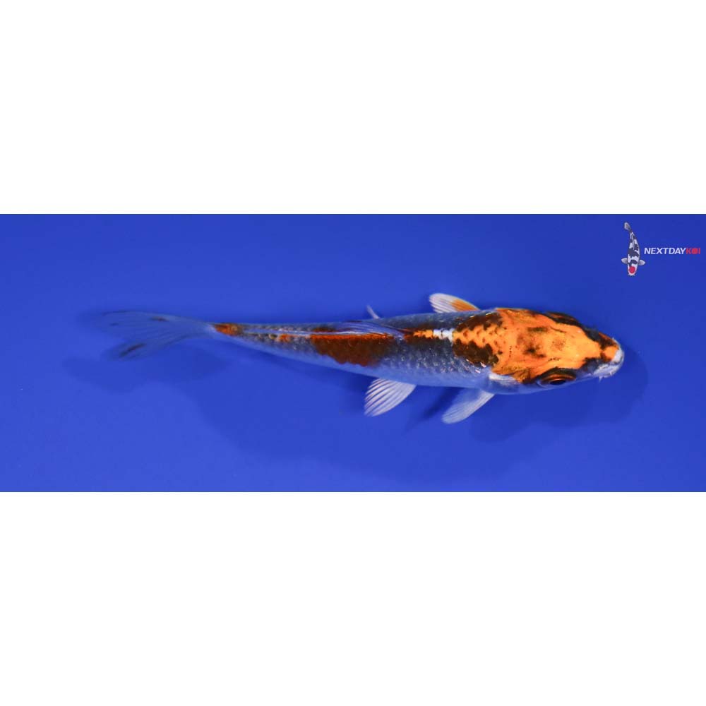 3” Imported Kujaku