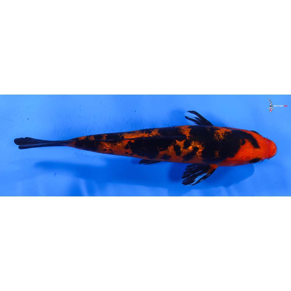 7.5” Imported Gin Rin Aka Bekko