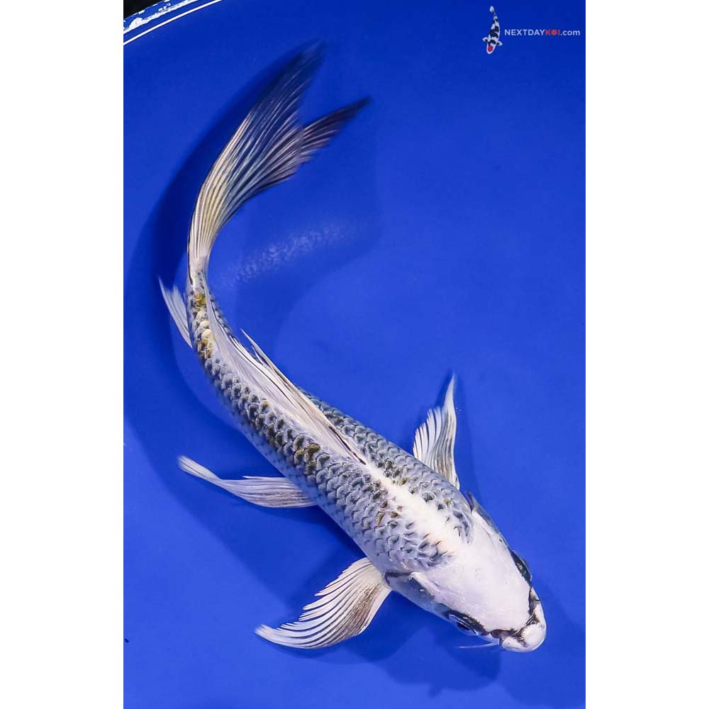 8” Imported Kujaku Butterfly Koi
