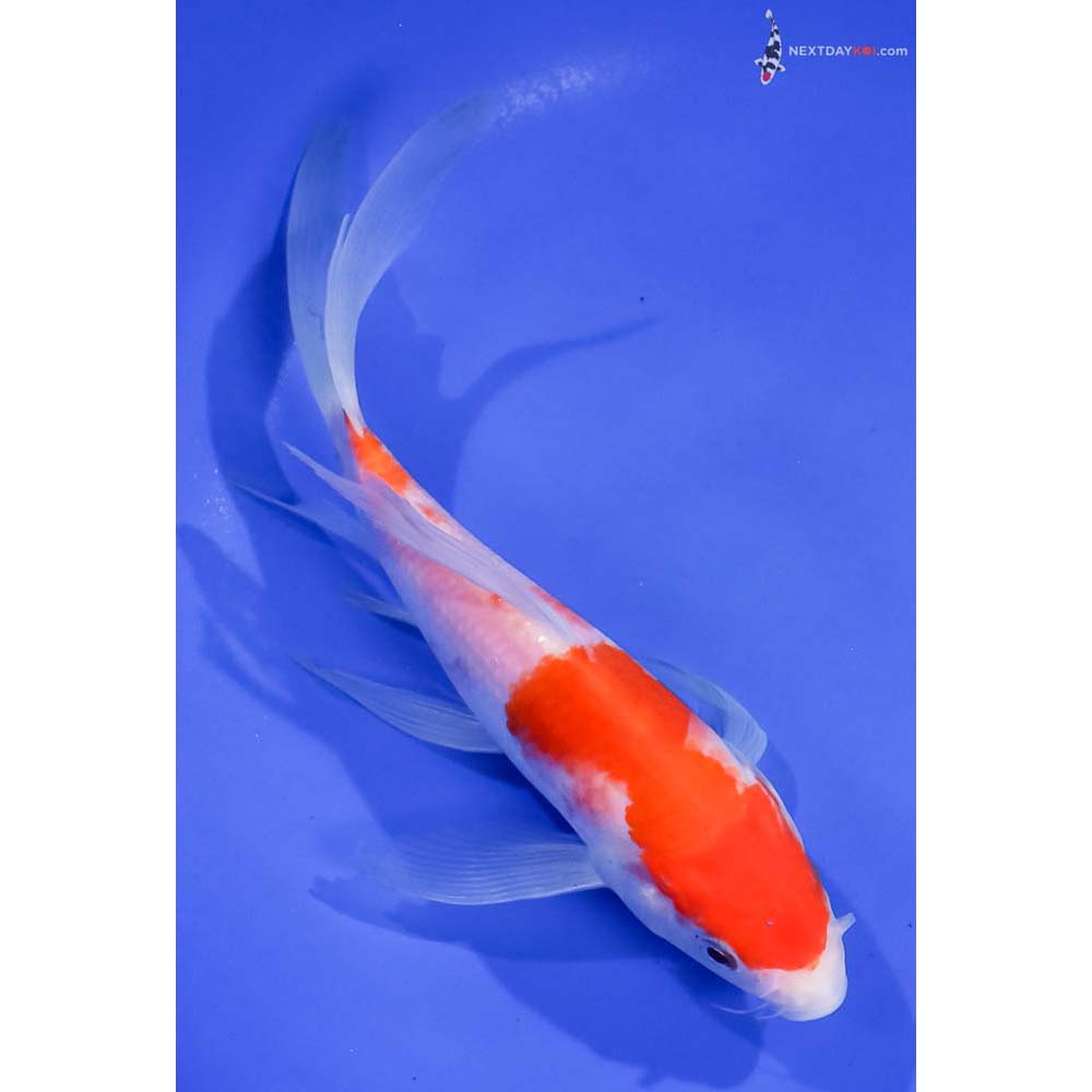 7.5” Imported Kohaku Butterfly Koi