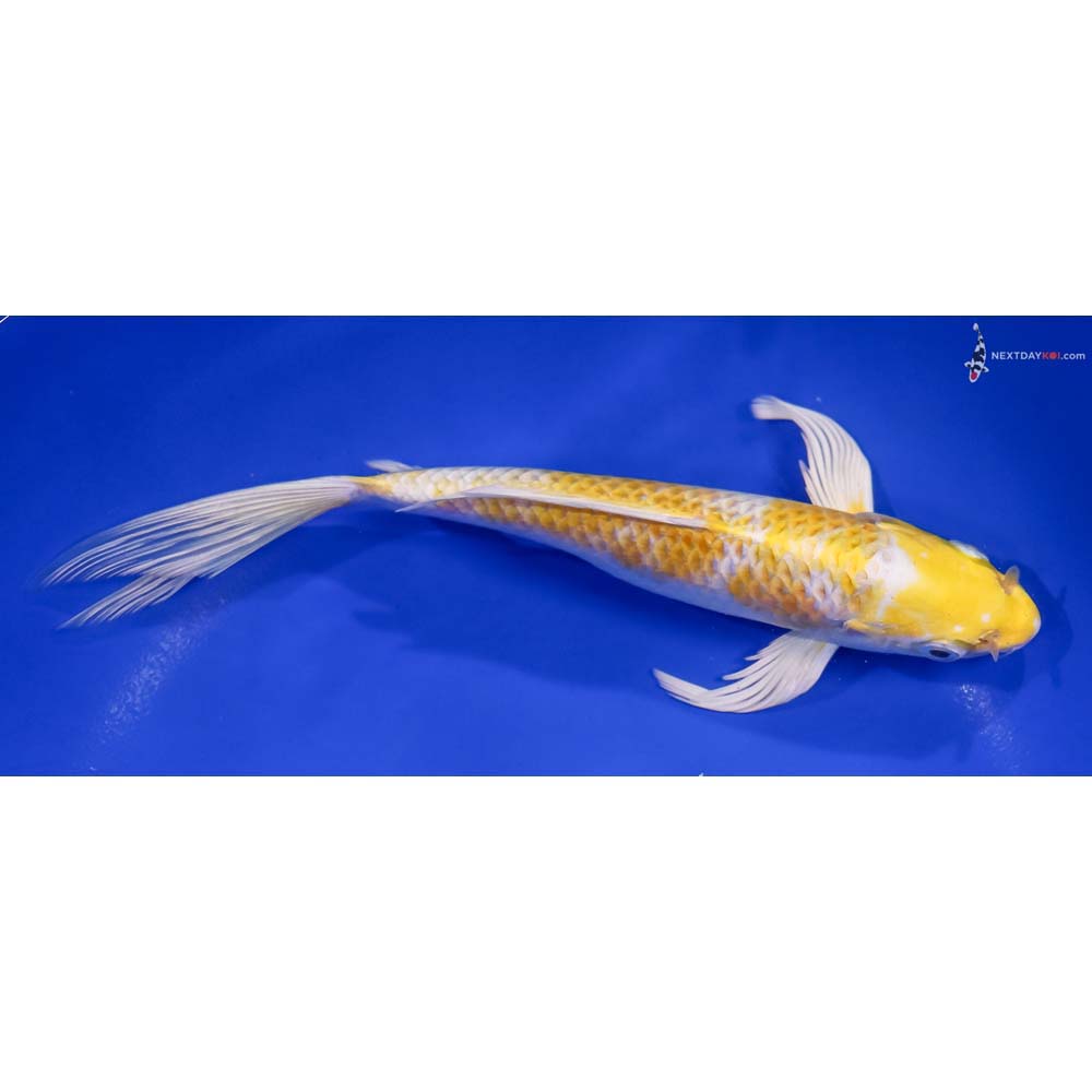 8” Imported Lemon Hariwake Butterfly Koi