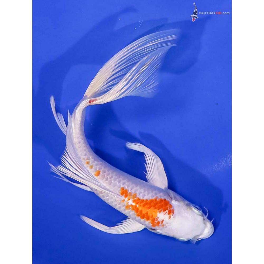 8” Imported Hariwake Butterfly Koi