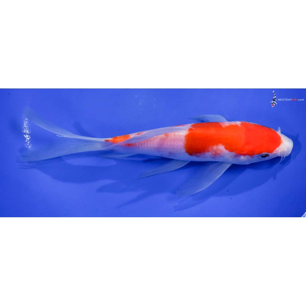 7.5” Imported Kohaku Butterfly Koi