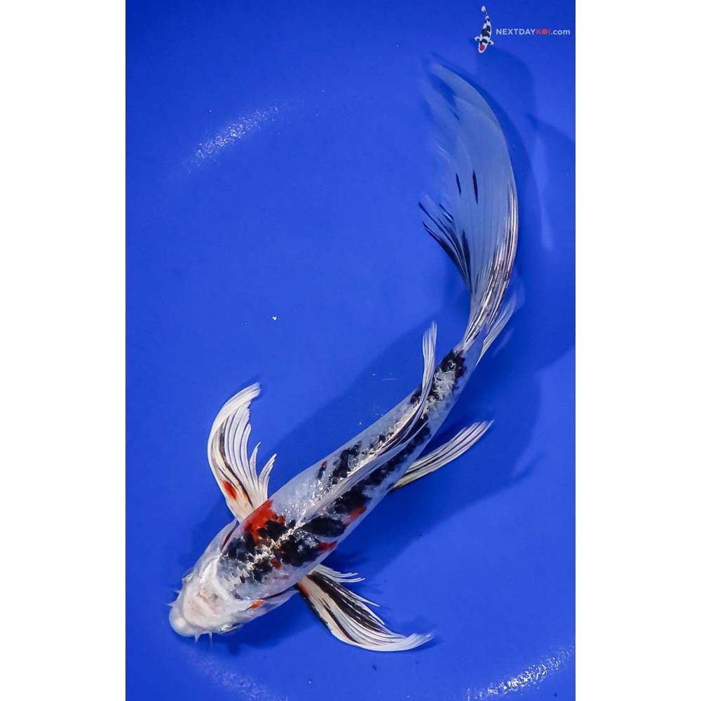 8.5” Imported Yamato Nishiki Butterfly Koi