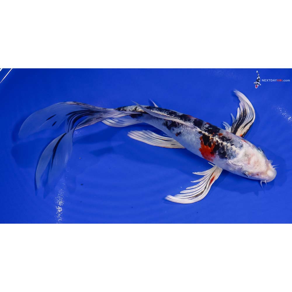 8.5” Imported Yamato Nishiki Butterfly Koi