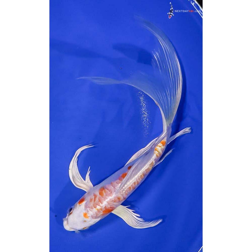 8.5” Imported Kikusui Butterfly Koi