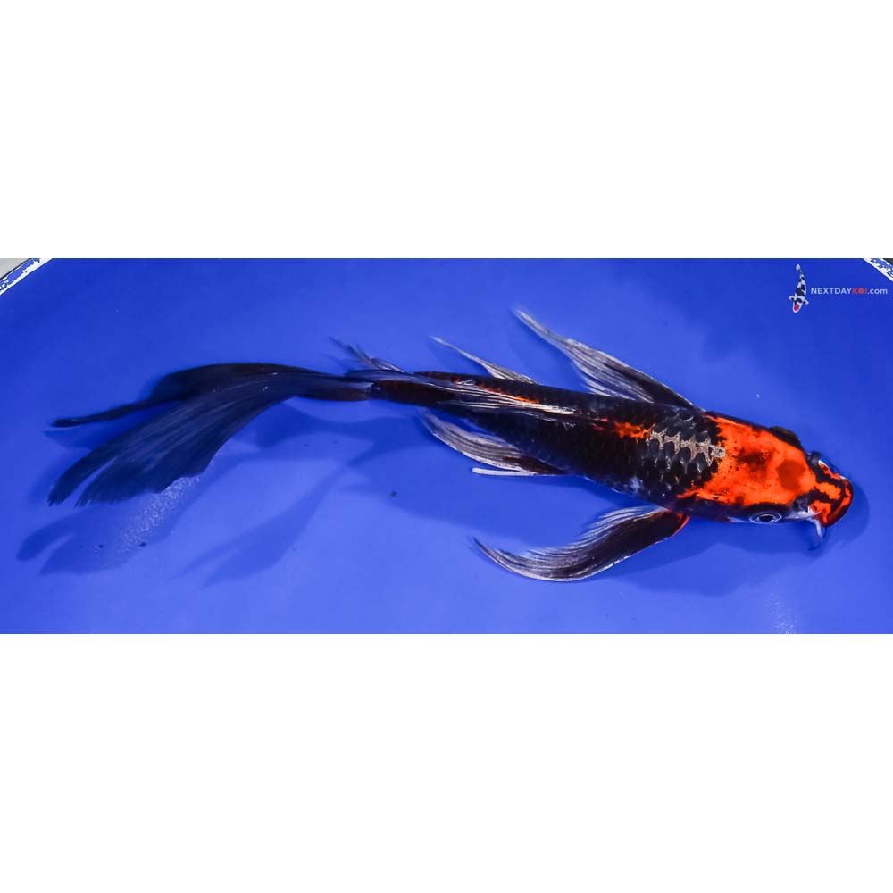 8.5” Imported Kujaku Butterfly Koi
