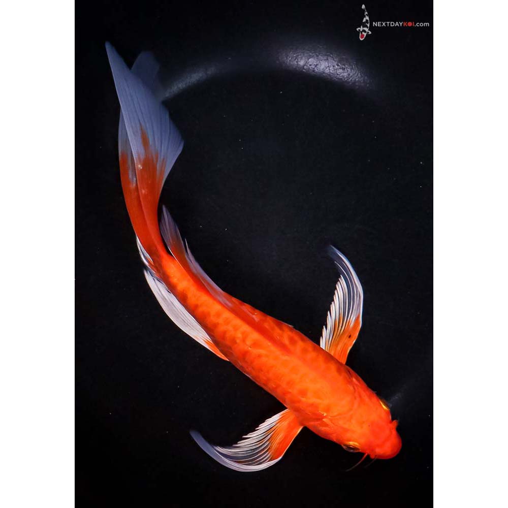 8.5” Imported Armor Scaled Orenji Ogon Butterfly Koi