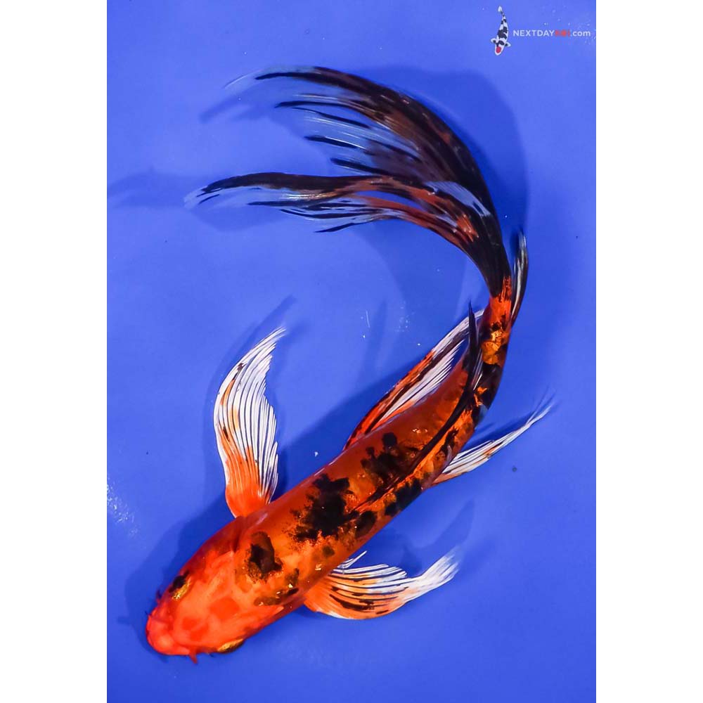 9” Imported Doitsu Kin Aka Bekko Butterfly Koi