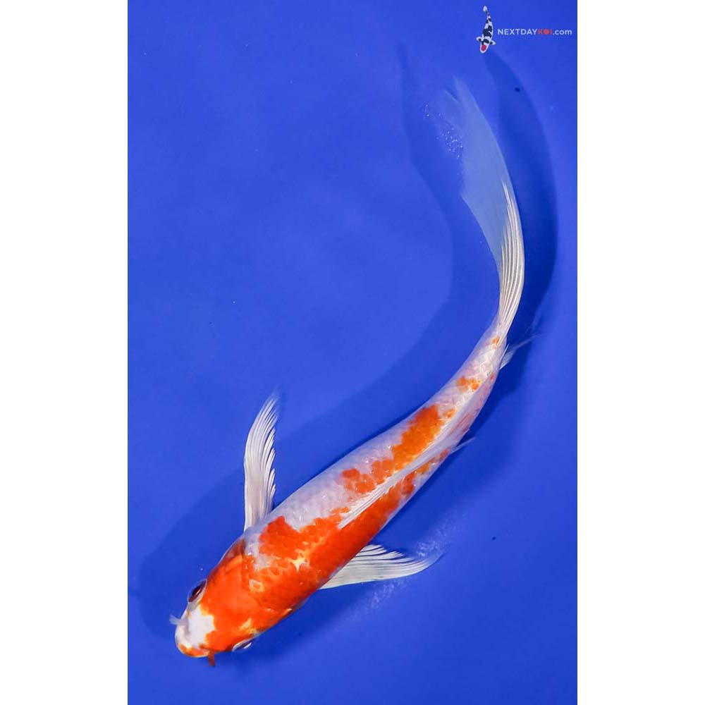 7.5” Imported Hariwake Butterfly Koi