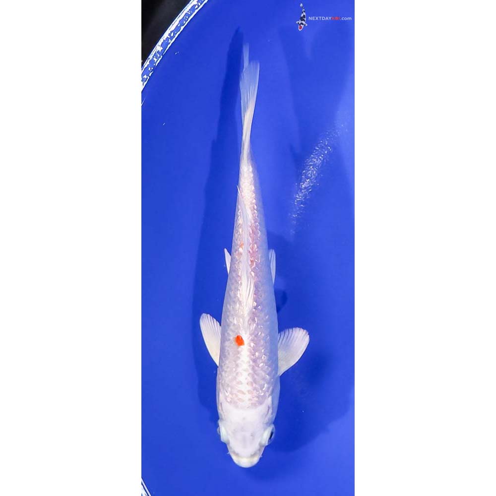 6” Imported Gin Rin Hariwake