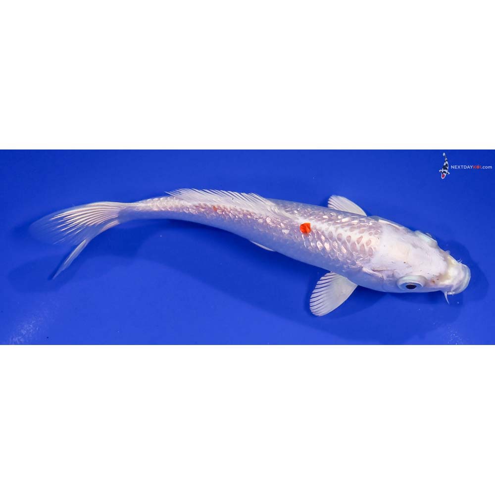 6” Imported Gin Rin Hariwake